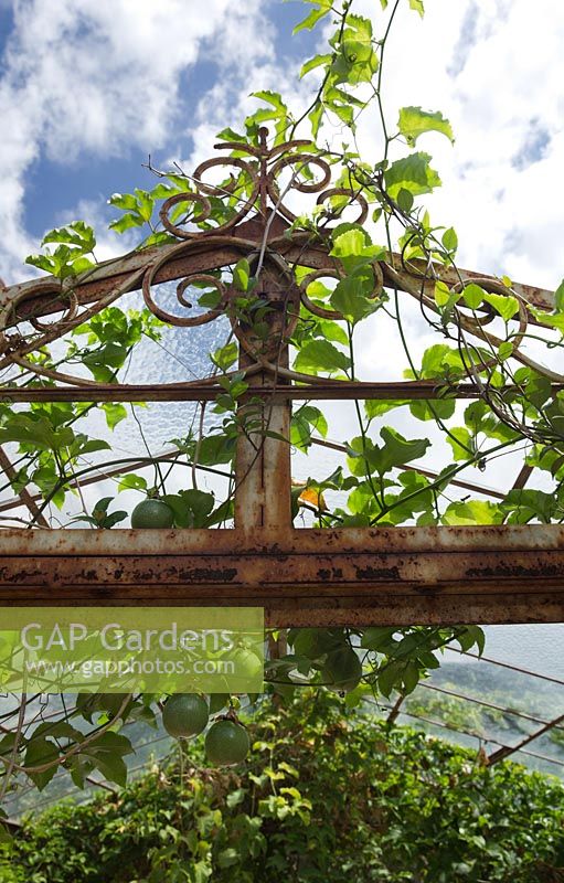 Passiflora edulis, passion fruit vine growing over an old rusty glasshouse with green unripe fruit hanging down.