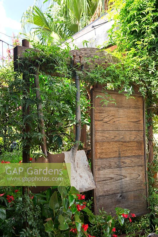 A rustic timber freestanding screen with two old shovels as a garden ornaments with a  Jasminum polyanthum, Jasmine, growing over it and a Begonia hybrida with bright red flowers and glossy green leaves in front.