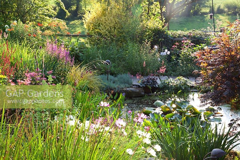 Planting on rockery around pond including Iris sibirica Harpswell Happiness, Harpswell Hallelujah, Diorama Angels Fishing Rod, Persicaria, Loosestrife, Ferns and Grasses, Acer palmatum Trompenburg, Waterlily Nymphaea Attraction