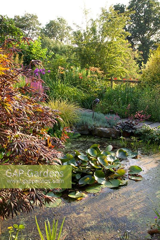 Pond with Waterlily Nymphaea Attraction and Acer palmatum Trompenburg