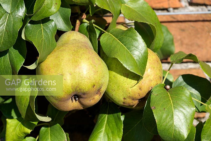 Pyrus communis 'Merton's Pride' - European pear