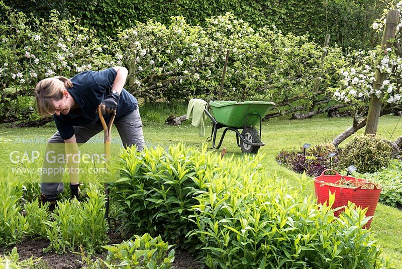 Weeding the herbaceous beds