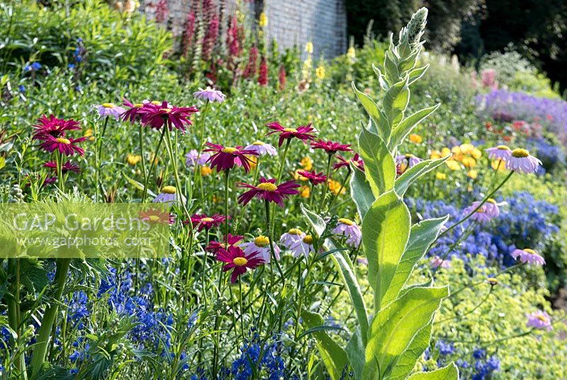 Tanacetum coccineum, and a single Verbascum in the Spring border.