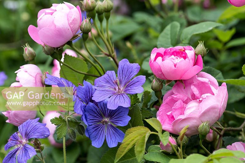 A combination of Rosa 'Raubritter' with Geranium 'Johnson's Blue'