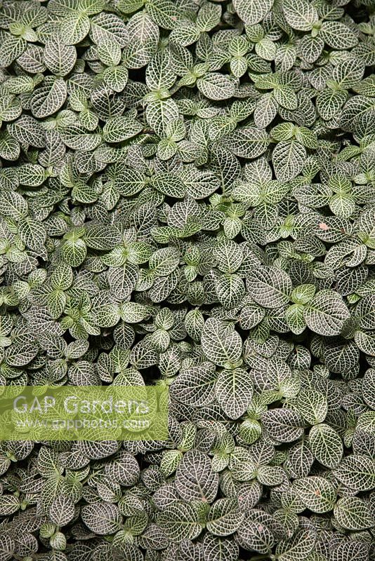 Fittonia albivensis - Silver Net-Leaf