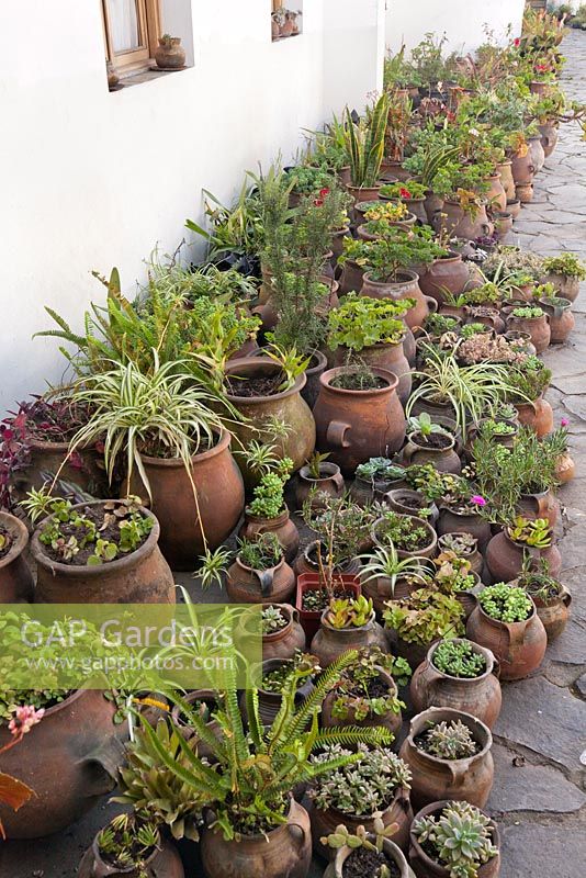 An array of different sizes and shapes of terracotta pots filled with succulents, perennnials and shrubs in courtyard garden - Guatemala