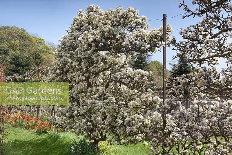 Pyrus 'Winter Nellis' in blossom - May