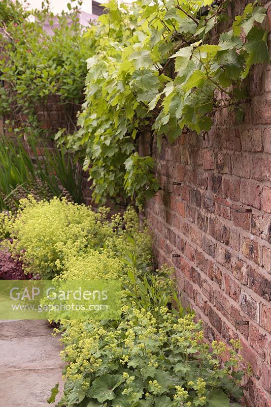 Vine growing on traditional red brick wall showing vine-eye attachments and wires - Well House, Wilmslow, Cheshire