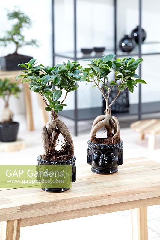 Ficus 'Ginseng' bonsai