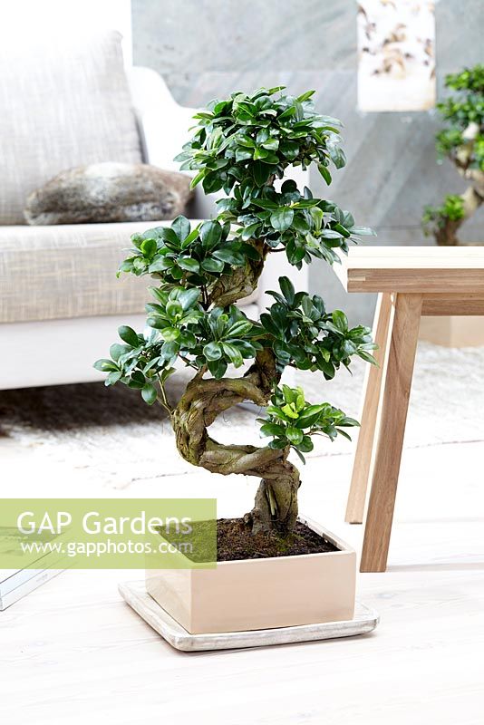 Ficus 'Ginseng' bonsai
