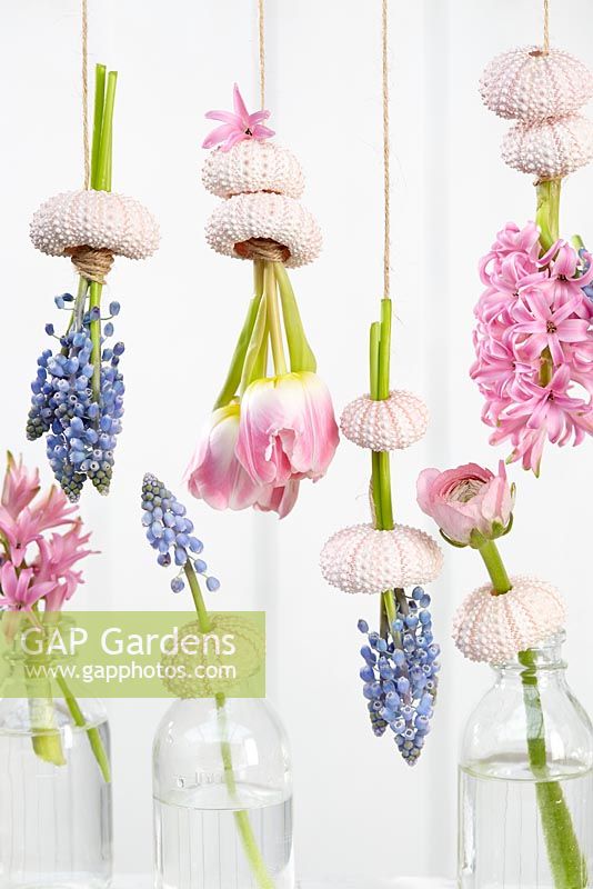 Spring flower display with grape hyacinths and tulips