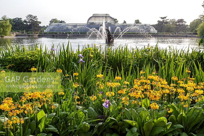 The Lake and fountain at the Palm House in Kew Gardens, London, with Primula bulleyana in foreground