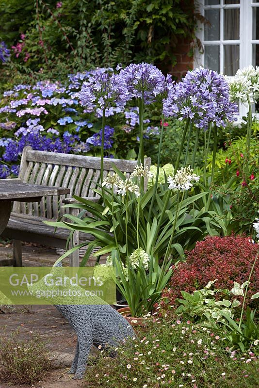 Agapanthus in a patio setting, featured plant is Agapanthus 'Megan's Mauve'