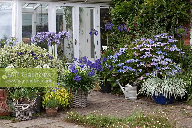 Agapanthus in a patio setting