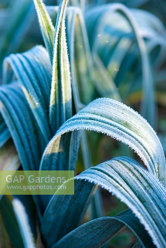 Allium - Garden Leek leaves in frost.
