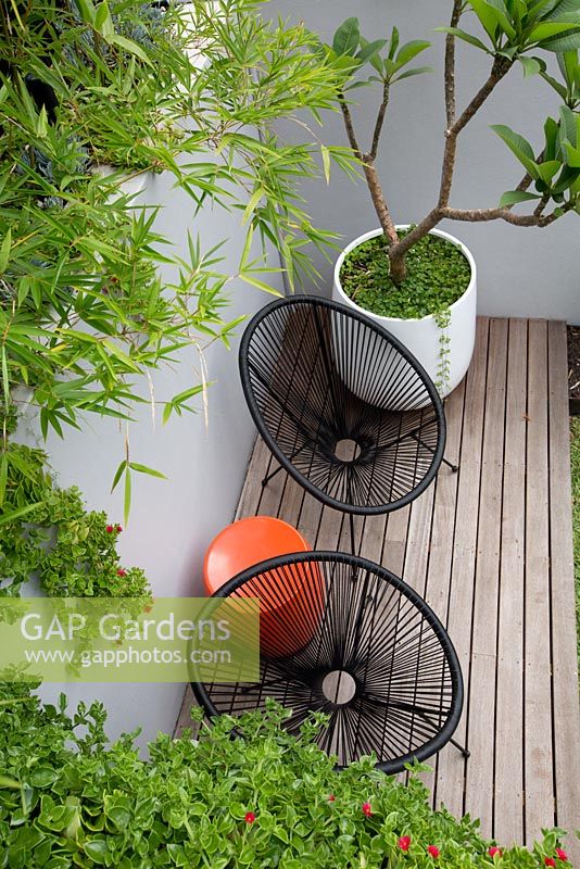 An overhead view of a timber deck with two black Acapulco chairs, an orange plastic drum table a round white plastic pot with a Plumeria, Frangipani in it in front of a grey painted cement rendered retaining wall and a screen of Slender weavers bamboo.