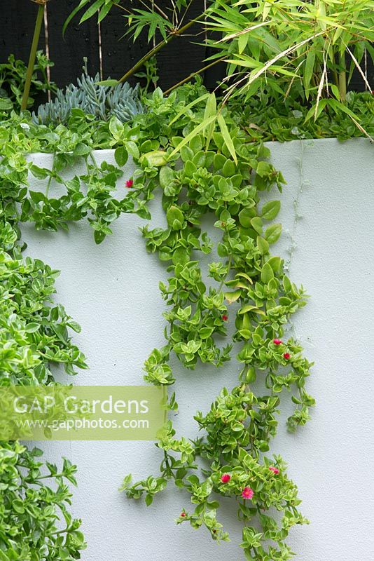 A grey painted cement rendered wall with Aptenia cordifolia, heartleaf ice plant, with fleshy bright green leaves and small pink flowers,