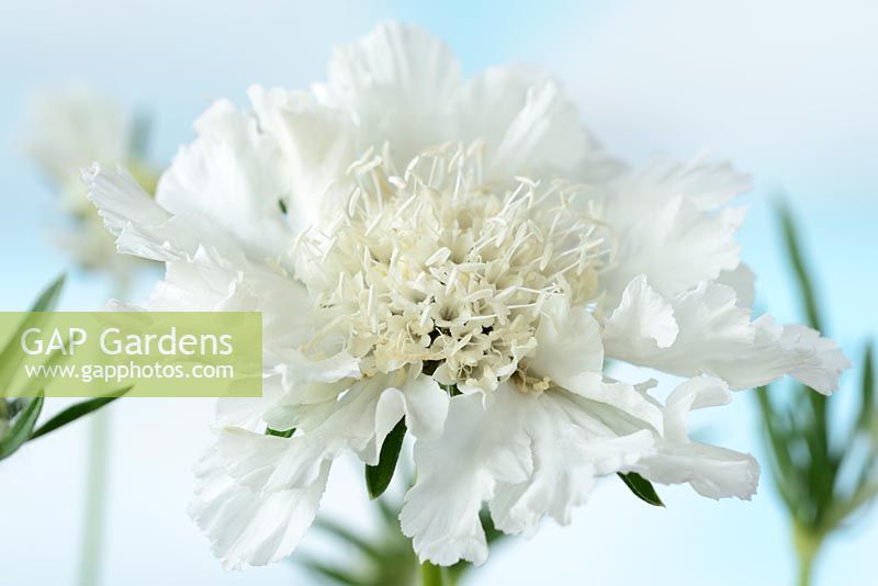 Scabiosa caucasica 'Perfecta Alba'. White scabious   Pincushion flower Perfecta Series 