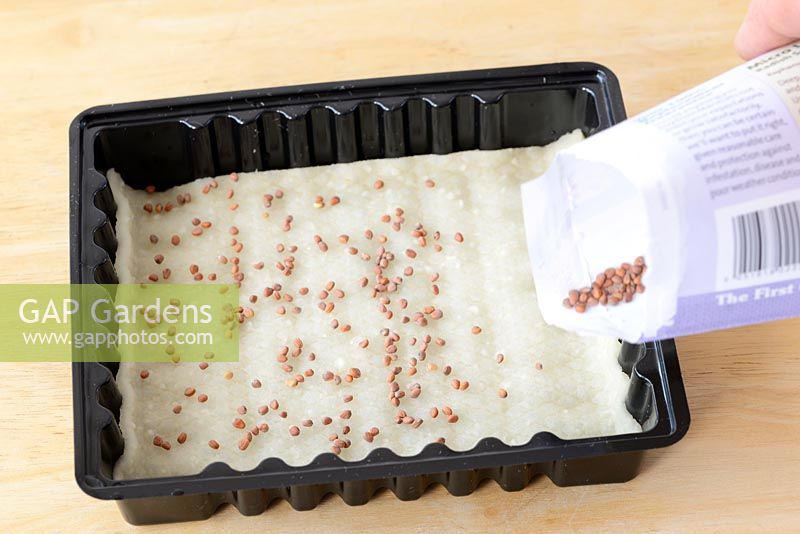 Leaf radish 'Sangria' - Grown indoors as micro leaf salad. Sowing seed onto damp matting in plastic tray


