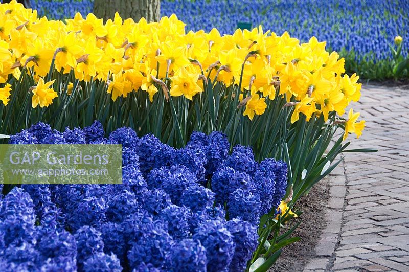 Hyacinthus 'Blue Star' and Narcissus 'Marieke' in large spring border 