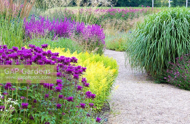 A path through the Floral Labyrinth at Trentham Gardens, Staffordshire, designed by Piet Oudolf. Photographed in summer planting includes Solidago, Monarda, Lythrums and Stipa gigantea