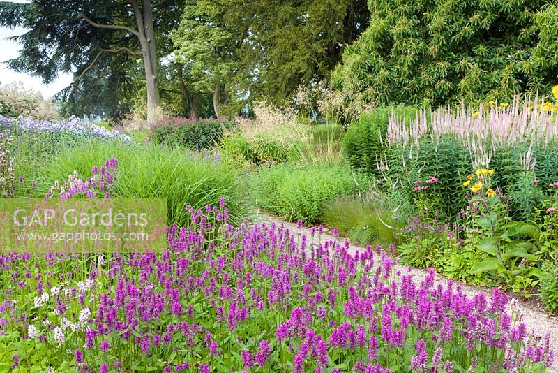 Agastaches, Veronicastrums and Echinaceas are amongst the plants lining a path through the Floral Labyrinth at Trentham Gardens, Staffordshire, designed by Piet Oudolf. Photographed in summer