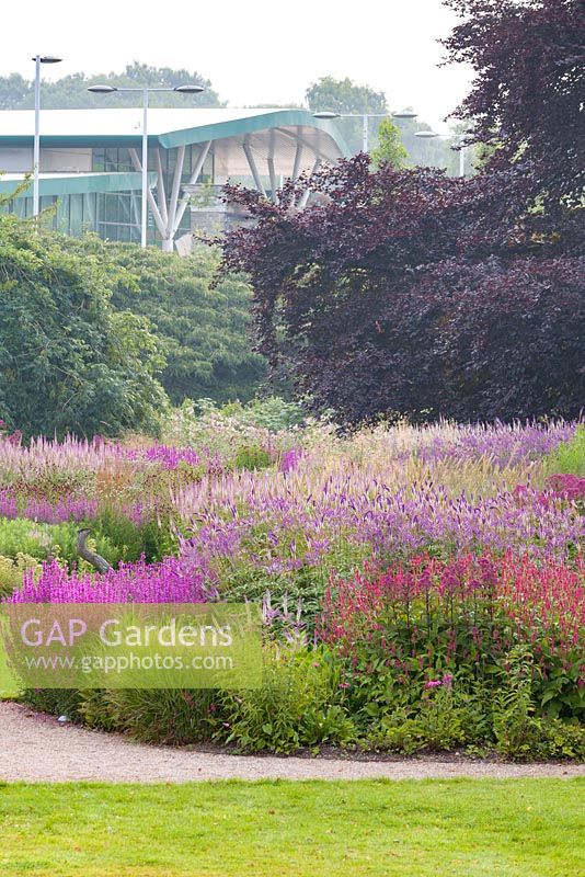 A view towards the nearby garden centre from the Floral Labyrinth at Trentham Gardens, Staffordshire, designed by Piet Oudolf. Photographed in summer planting includes Veronicastrums, Lythrums and Persicaria