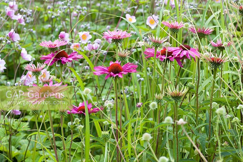 A detail of the planting in the Floral Labyrinth at Trentham Gardens, Staffordshire, designed by Piet Oudolf. Photographed in summer plants include Japanese anemones and Echinacea purpurea