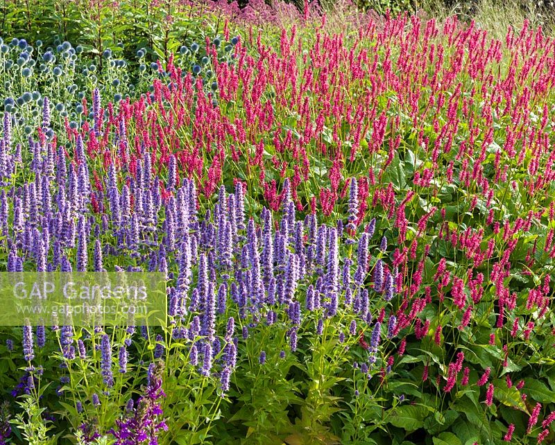 Agastaches, Persicaria and Echinops pictured in early morning light in the Floral Labyrinth at Trentham Gardens, Staffordshire, designed by Piet Oudolf.