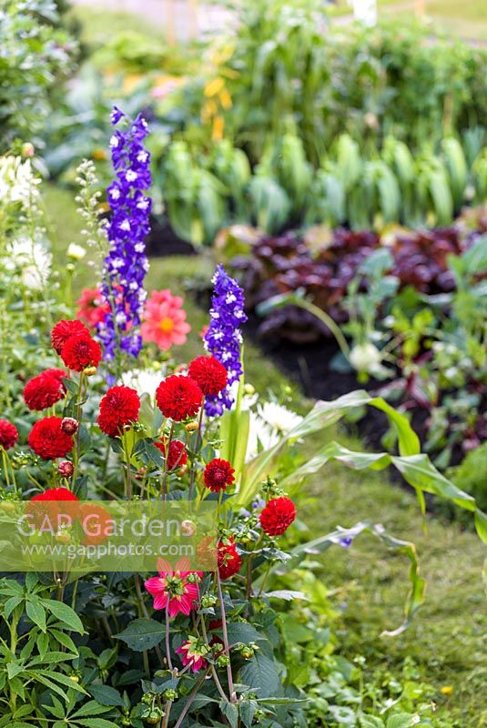 Red Dahlia in Allotment Garden, BBC Gardeners World Live 2016, Designer: Jon Wheatley. RHS Flower Show Birmingham