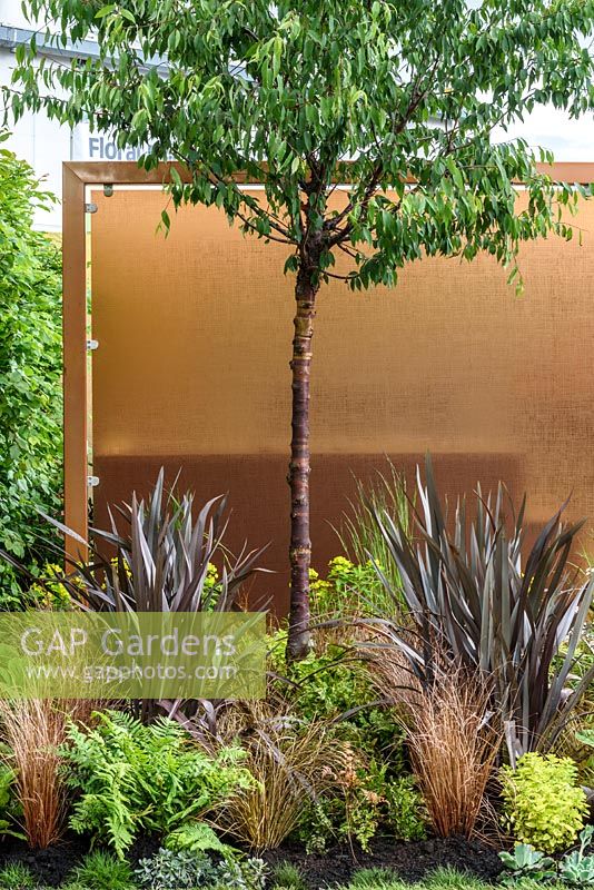 Texture-based planting scheme with Prunus serrula tree, dark Phormium, bronze  Carex and ferns in front of a copper-colour screen.  The Man Garden, BBC Gardeners World Live 2016.