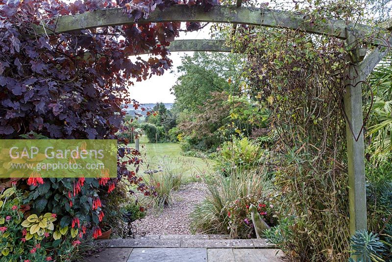 Little Ash Garden, Fenny Bridge, Devon. View through wooden arch planted with Vitis vinifera 'Purpurea', Fuchsia 'Insulinde' in pot beneath