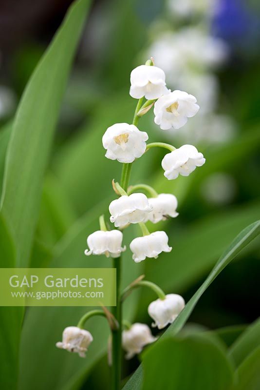 Convallaria majalis, Lily of the Valley