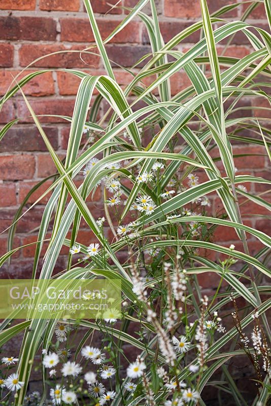 Miscanthus sinensis with Erigeron philadelphicus growing in front of red brick wall  - October, Abbeywood Gardens, Cheshire