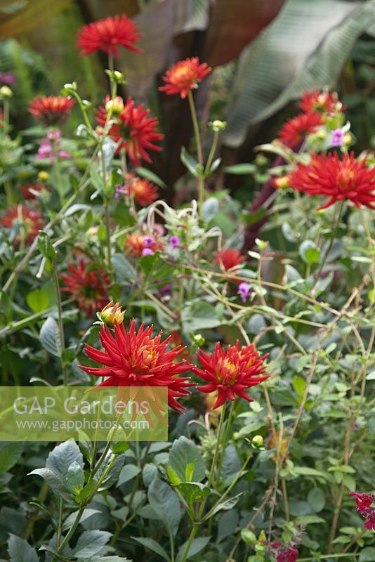 Dahlia 'Karma Red Corona' in mixed tropical border with Ensete ventricosum 'Maurellii' behind - October, Abbeywood Gardens, Cheshire