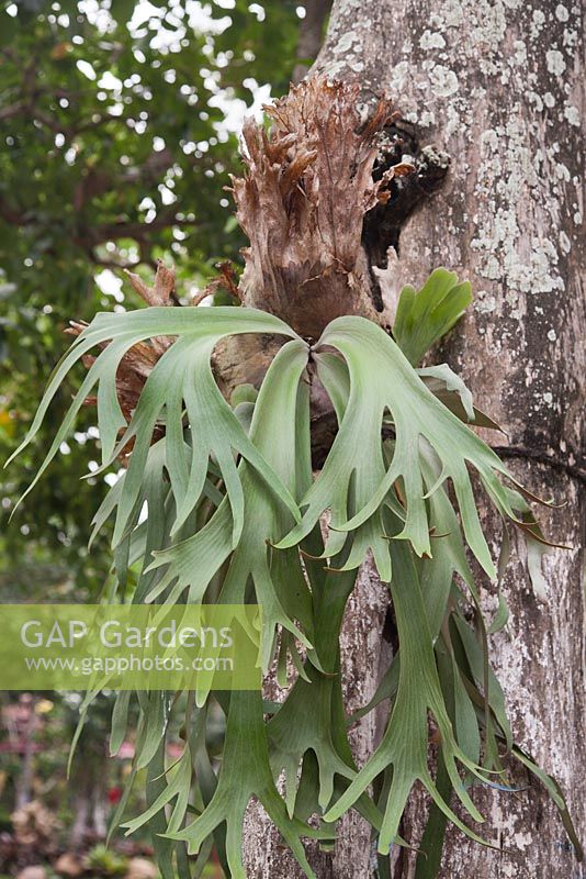 Platicerium bifurcatum growing on tree trunk - Staghorn Fern - Java, Indonesia