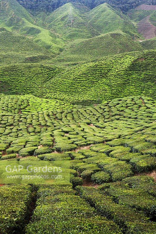 Hill covered in Camellia sinensis in a Malaysian tea plantation -  Malaysia