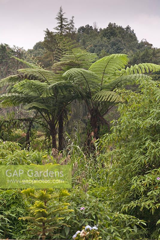 Cyathea latebrosa in the Cameron Highlands - Tree Ferns - Malaysia