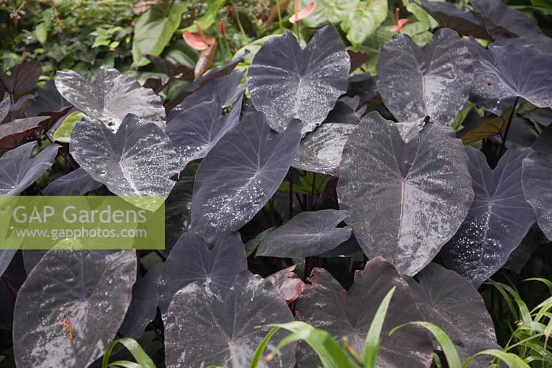 Colocasia esculenta 'Black Magic' with raindrops -  Black Elephant Ear - Malaysia