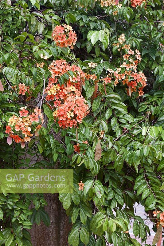 Bauhinia coccinea - Penang Botanical Gardens, Malaysia