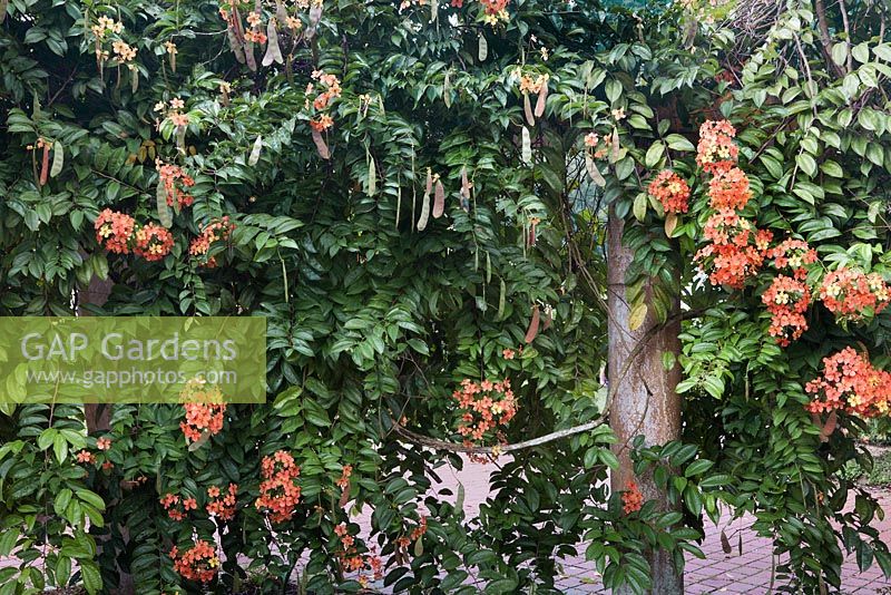 Bauhinia coccinea flowers and seed pods - Penang Botanical Gardens, Malaysia