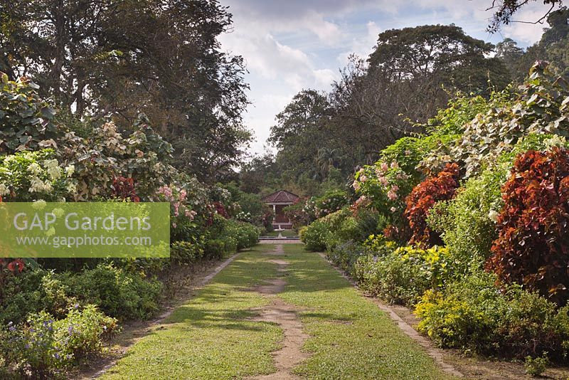 Double borders of tropical shrubs including Acalypha wilkesiana 'Mosaica' and Mussaenda erythrophylla with grass path - Penang Botanical Gardens, Malaysia
