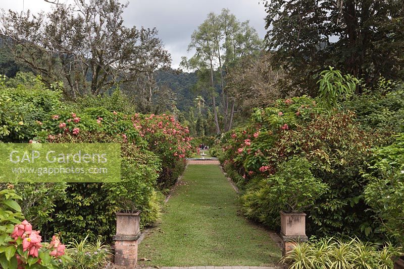 Double borders of tropical shrubs including Mussaenda erythrophylla with grass path - Penang Botanical Gardens, Malaysia