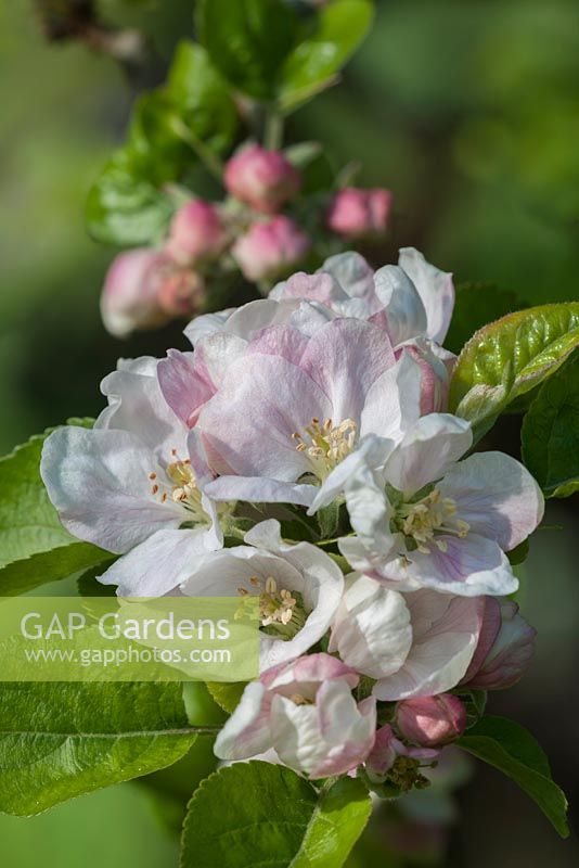 Malus domestica - Bramley apple blossom