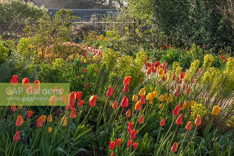 Mixed tulips at Parham