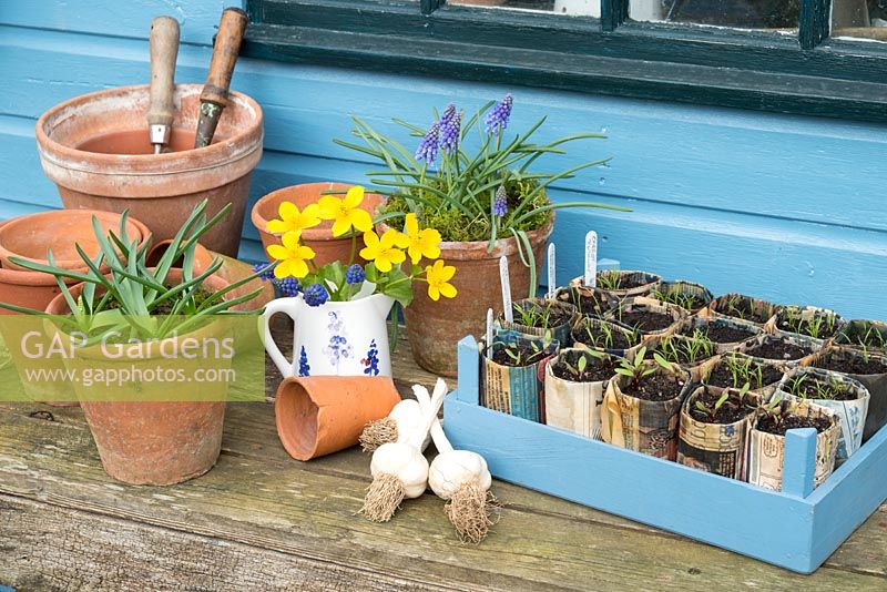 Outside potting bench with potted, Grape hyacinths, Muscari and Marsh marigolds, Caltha palustris, garlic cloves and vegetable seedlings.