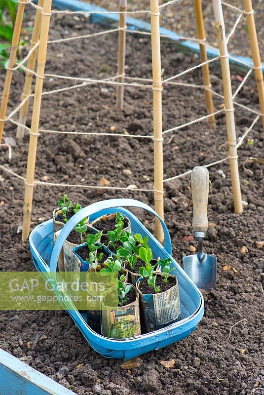 Swwet Peas, Lathyrus odoratus, 'Sweet Chariot', plants raised in newspaper pots ready to be planted out.