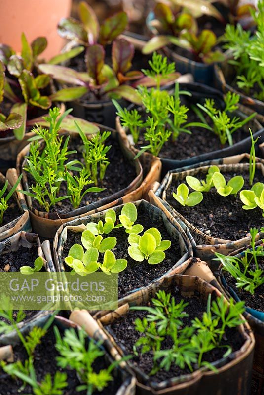 Beetroot, Lettuce and Carrot seedlings growing in newspaper pots.
