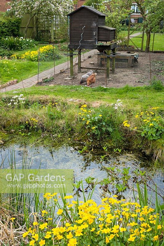 Urban garden with wildlife pond and chicken coop.