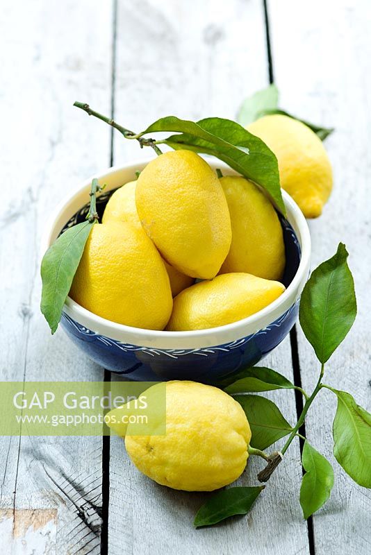 Sorrento lemons - Limone di Sorrento I.G.P.